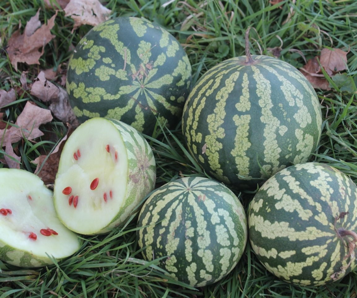 Kalahari Melon (Citrullus lanatus [watermelon] seed) Oil