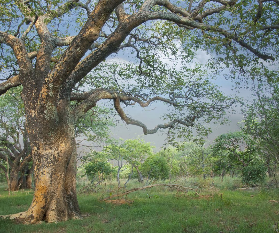 Mongongo (Schinziophyton rautanenii) seed oil