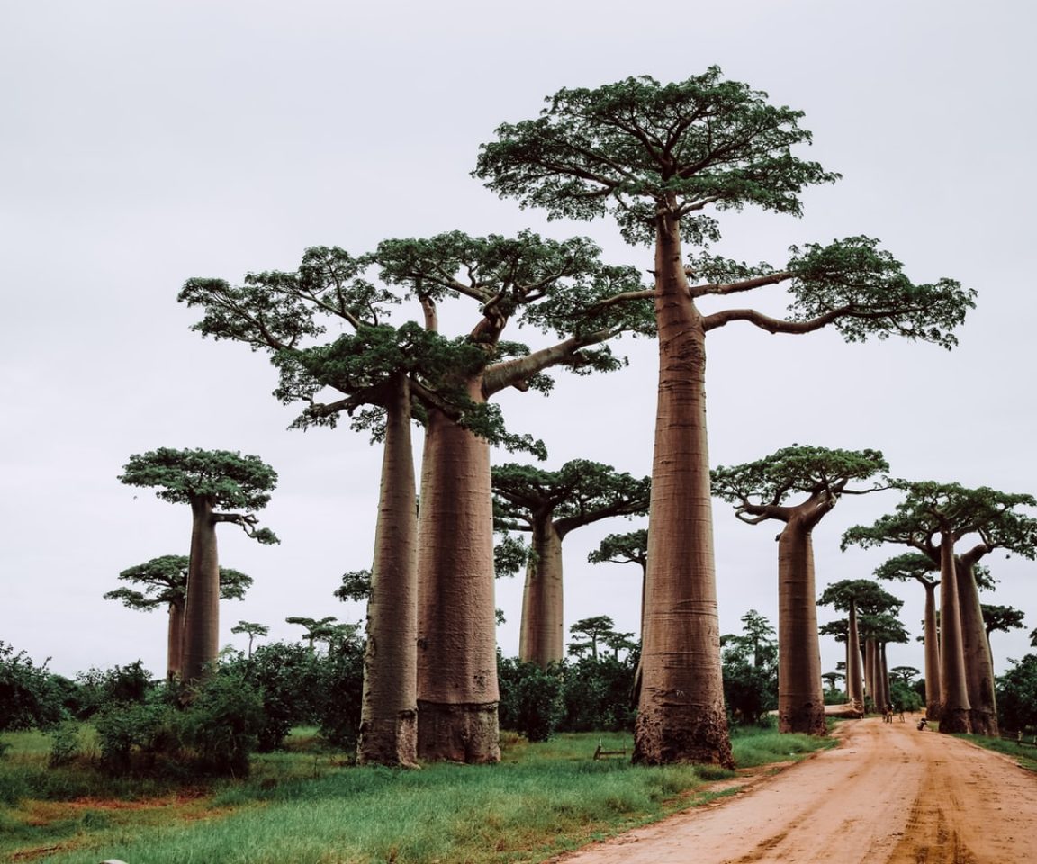 Baobab (Adansonia Digitata) seed oil